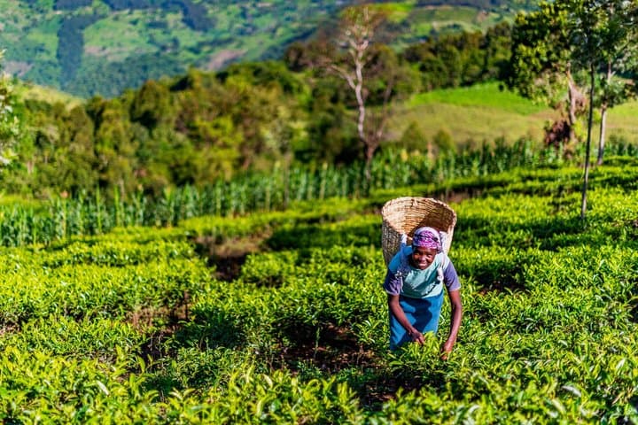 Visite privée du thé à Nairobi, promenade dans la plantation agricole de Kiambethu image 6