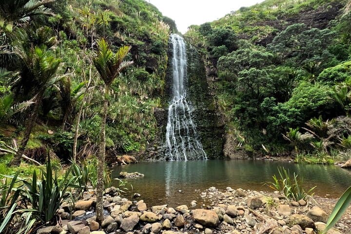 Visite des plages et de la forêt tropicale de la côte ouest d'Auckland image 4