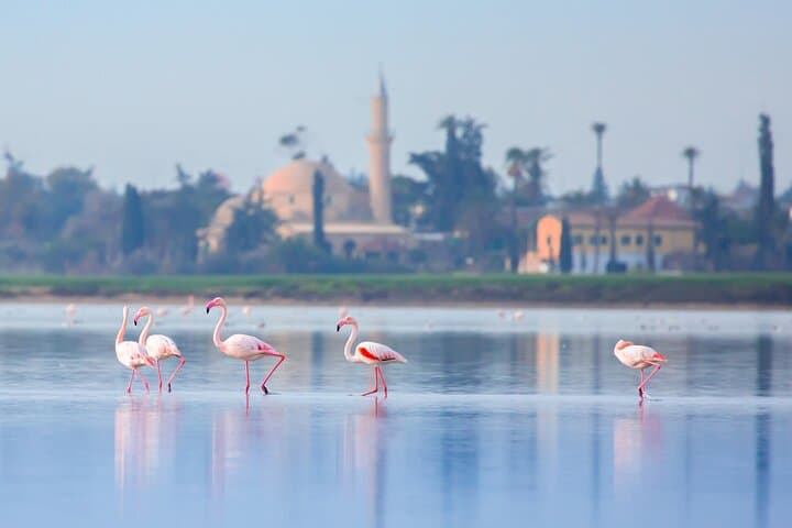 Larnaca Airport pickup with 1-hour coastal sightseeing tour image 3