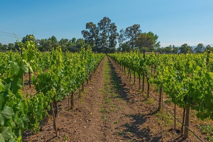 Tour Privado de Santiago a Valparaíso y Valle del Vino de Casablanca desde Airbnb Playa Turquesa Ocean Club foto 2
