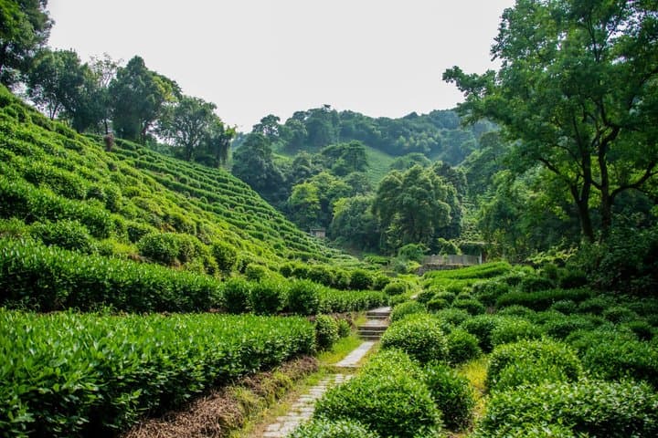Visite privée au paradis sur terre depuis Shanghai image 4