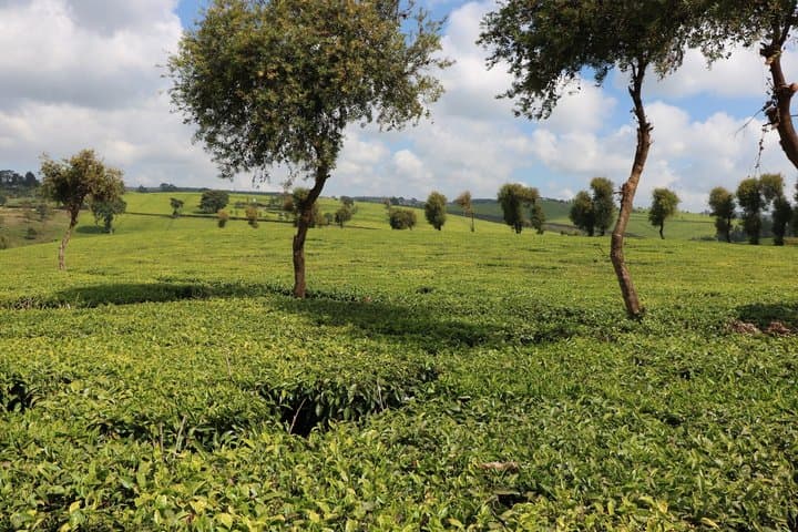 Visite privée du thé à Nairobi, promenade dans la plantation agricole de Kiambethu image 4