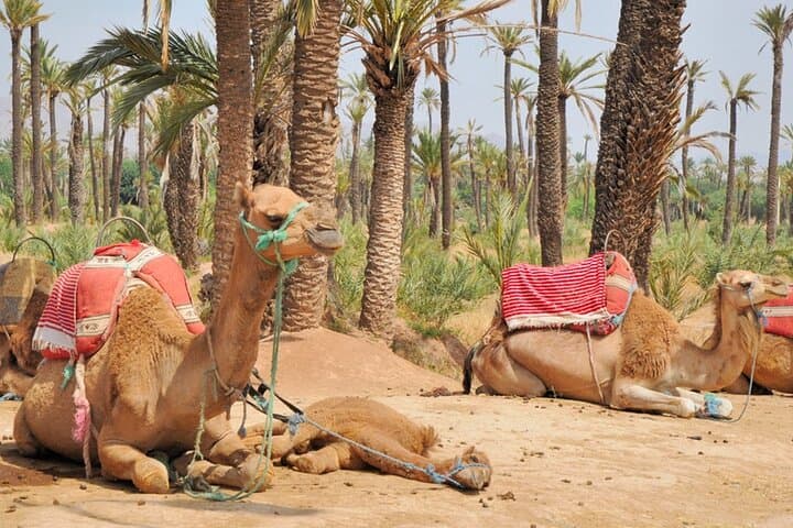 Visite privée et culturelle de la ville de Marrakech image 6