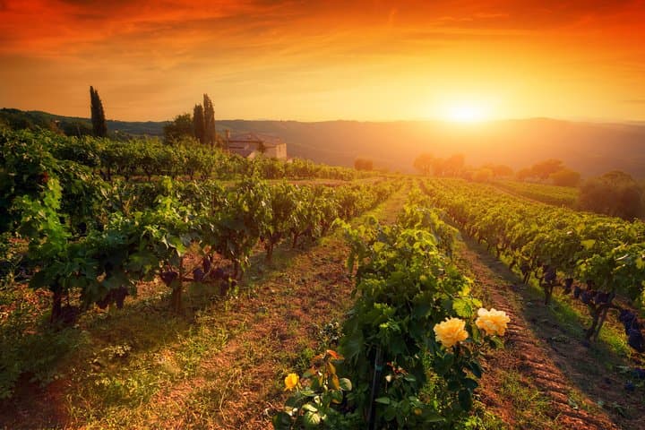 Dinner in the Vineyards from Florence image 5