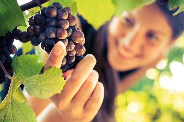 Brunello de Montalcino: excursión de medio día desde Siena imagen 3
