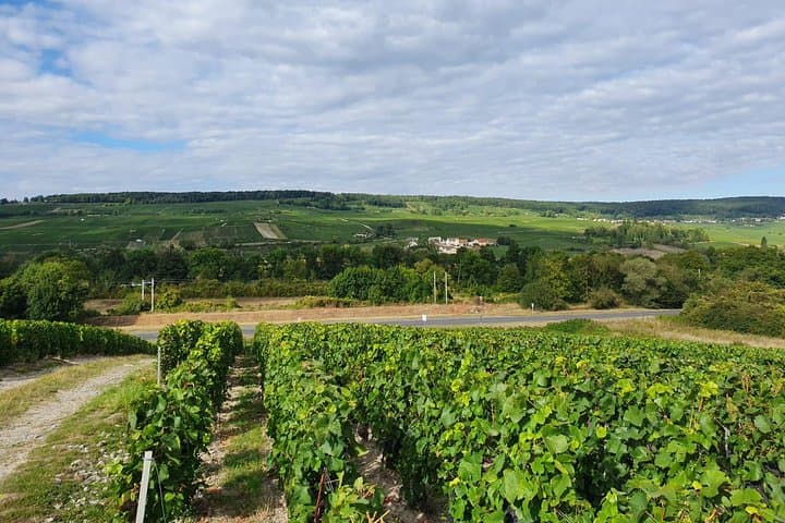 Excursion privée d'une journée de Paris à Reims et en Champagne image 3