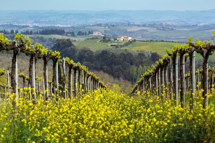 Découvrez le charme des collines du Prosecco depuis Venise