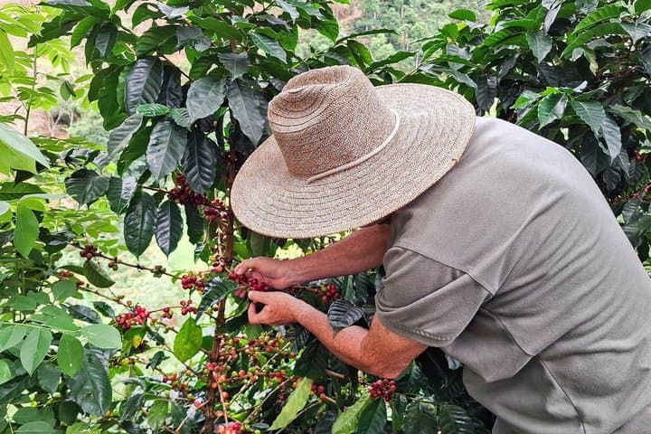 Visite privée d'une ferme de café à Medellin et vue sur la campagne image 4