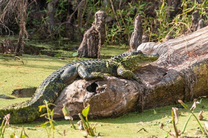 Private Day Trip from New Orleans to the Bayou and Wetlands image 2