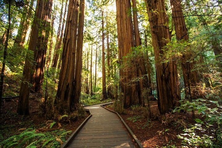San Francisco Private Tour Muir Woods and Sausalito Day Trip image 1