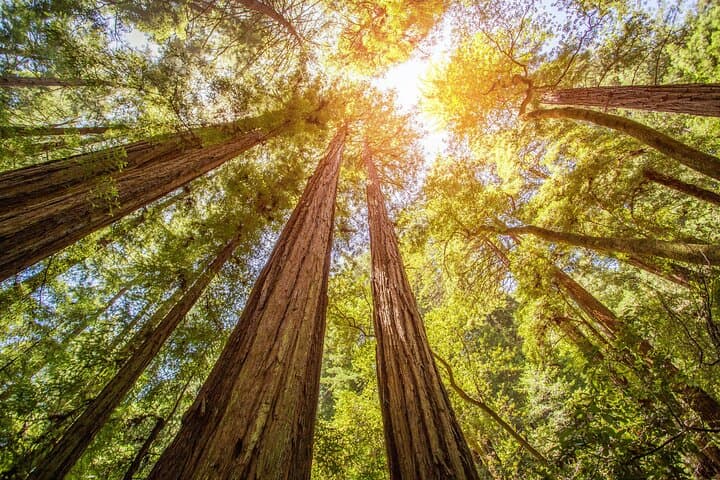 San Francisco Private Tour Muir Woods and Sausalito Day Trip image 3