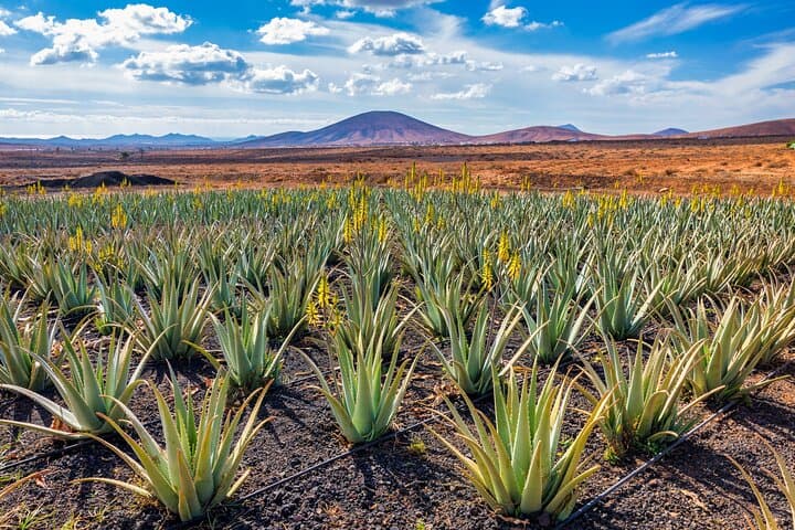 Visite d'une journée complète à Gran Canaria : villes historiques et merveilles de montagne image 3