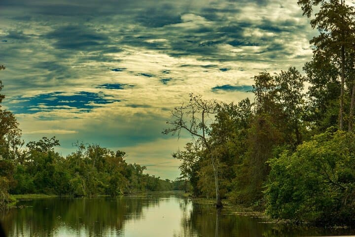Private Day Trip from New Orleans to the Bayou and Wetlands image 3