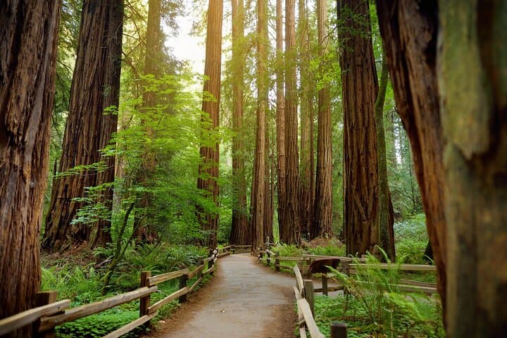 San Francisco Private Tour Muir Woods and Sausalito Day Trip image 2