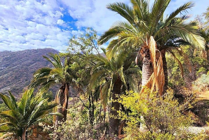 Tour Privado desde Santiago al Parque Nacional La Campana y Olmué imagen 2
