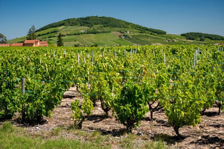 Visite privée des vins à Lyon Excursion d'une journée aux pierres dorées du Beaujolais image 3