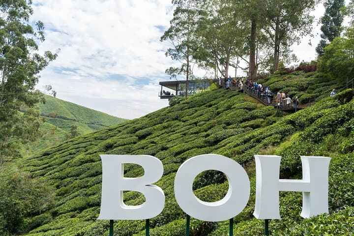 Excursión privada a Cameron Highlands Tea Country desde Kuala Lumpur imagen 1
