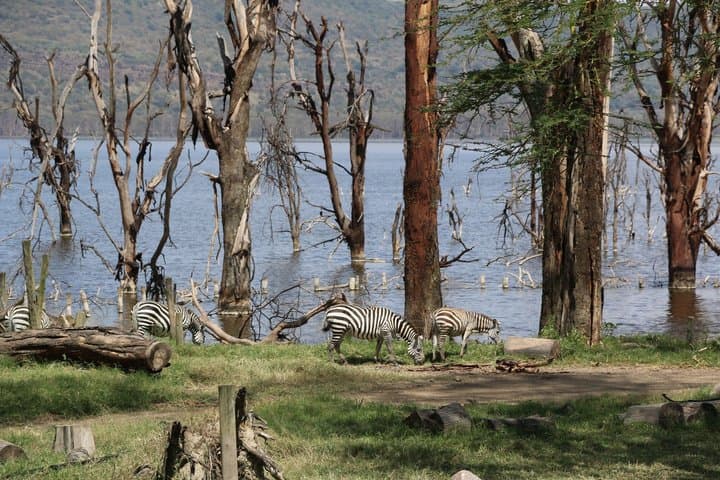 Safari privado en Nairobi: rinocerontes y flamencos en el lago Nakuru desde Airbnb Playa Turquesa Ocean Club foto 5