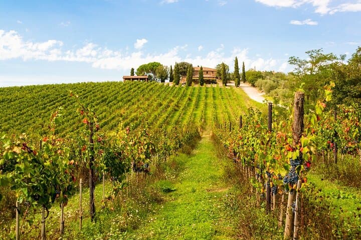 Chianti Delights: Private Tuscany Wine Tour from Florence image 6