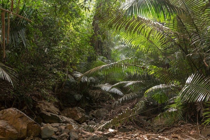 Visite privée des chutes Dudhsagar et de la plantation d'épices image 3