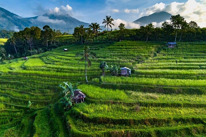 Passeio privado de los templos, terrazas de arroz y pueblos de Bali imagen 6