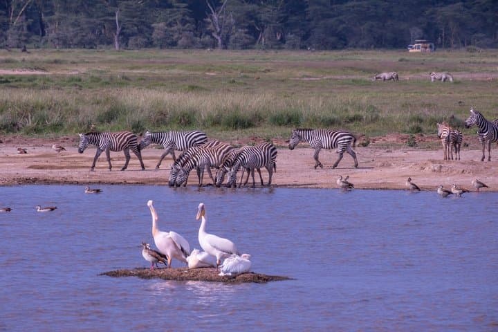 Safari privado en Nairobi: rinocerontes y flamencos en el lago Nakuru desde Airbnb Playa Turquesa Ocean Club foto 2