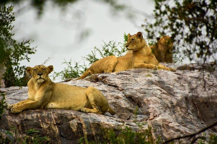 Visite privée du parc des lions du berceau de l'humanité et du village de Lesedi image 3