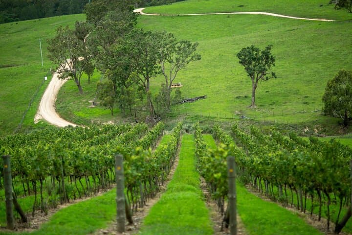 Visite privée des vins de Hunter Valley au départ de Sydney : excursion d'une journée avec dégustation image 3