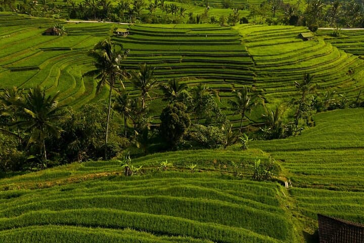 Visite privée d'Ubud à Bali : culture, nature et patrimoine image 4