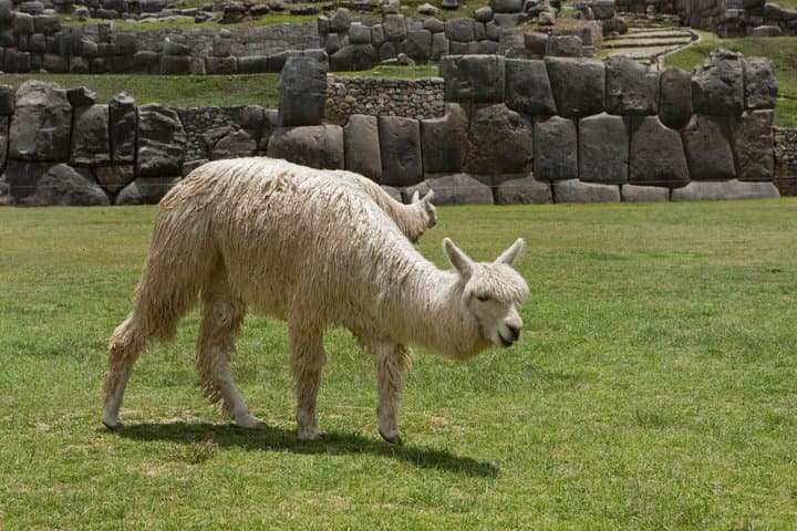 Visite privée de la ville de Cusco et des 4 ruines incas Sacsayhuamán Qorikancha depuis Airbnb Blue Beach Punta Cana Luxury Condos photo 5