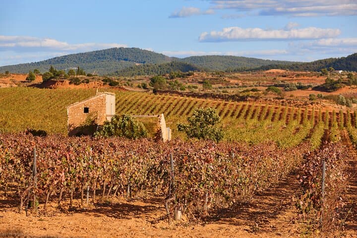 Région viticole de Requena : visite privée d'une demi-journée au départ de Valence image 5