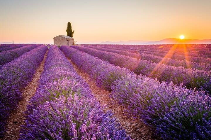 Private Tour to Lavender Fields and Verdon Gorge from Nice