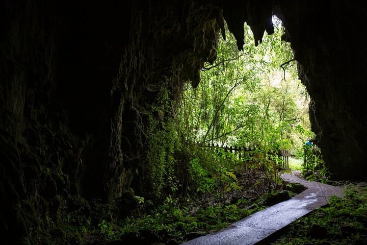 From Auckland: Wonders of Rotorua and Waitomo Tour image 5