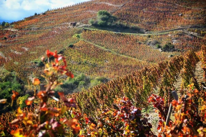 Private Lyon Wine Day Tour in the Northern Rhône Valley image 2