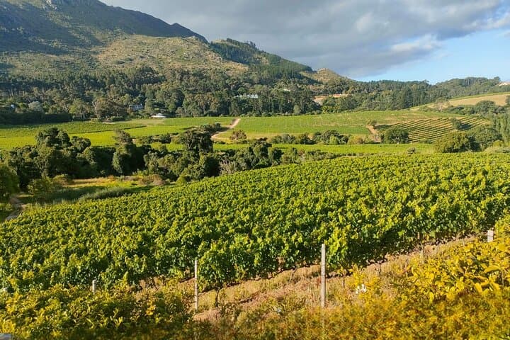 Dégustation de vins privée au Cap avec vignobles et vues panoramiques image 6