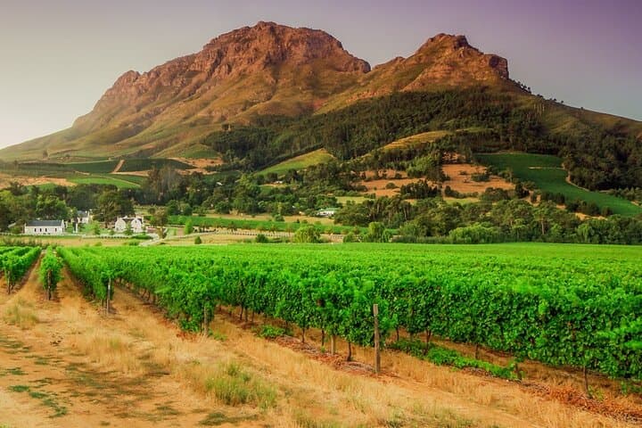 Dégustation de vins privée au Cap avec vignobles et vues panoramiques image 5