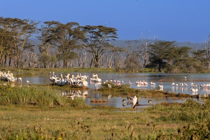 Safari privado en Nairobi: rinocerontes y flamencos en el lago Nakuru desde Airbnb Playa Turquesa Ocean Club