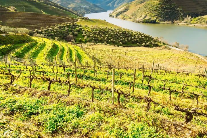 Excursión privada de un día al valle del Duero desde Oporto imagen 2