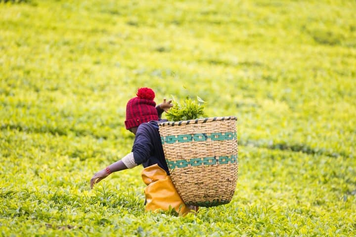 Visite privée du thé à Nairobi, promenade dans la plantation agricole de Kiambethu image 2
