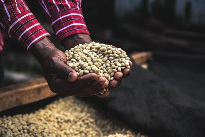 Visite privée du café Bean to Cup Farm Experience à Nairobi image 3