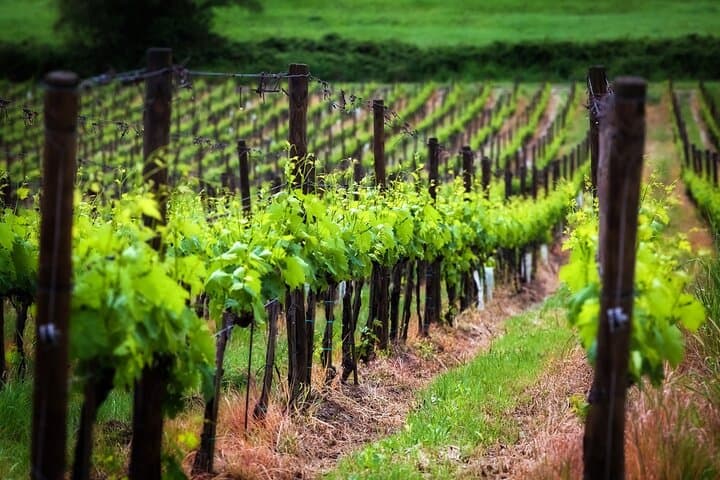 Chianti Delights: Private Tuscany Wine Tour from Florence image 4