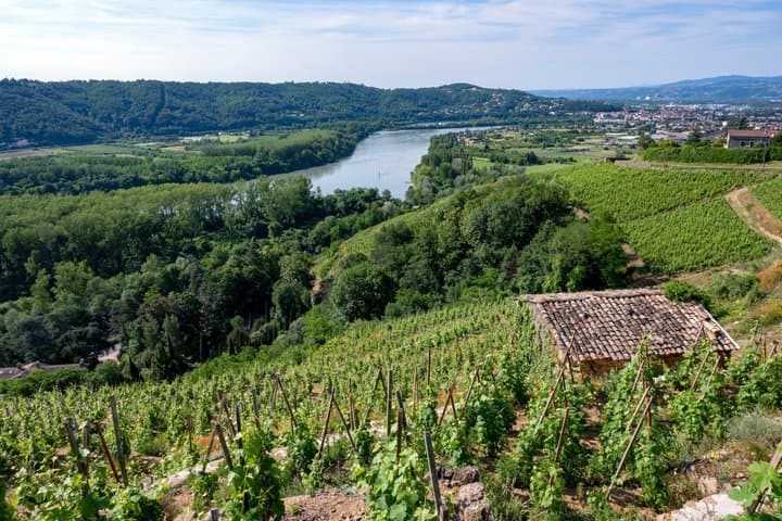 Private Lyon Wine Day Tour in the Northern Rhône Valley image 4
