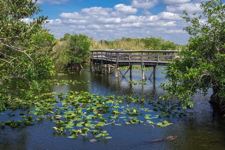 Visite privée en voiture du parc national des Everglades image 5