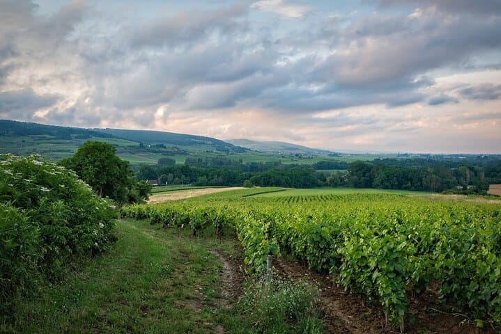Dégustation de vins privée au Cap avec vignobles et vues panoramiques image 2