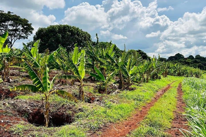 Bean to Cup Farm Experience Private Coffee Tour in Nairobi