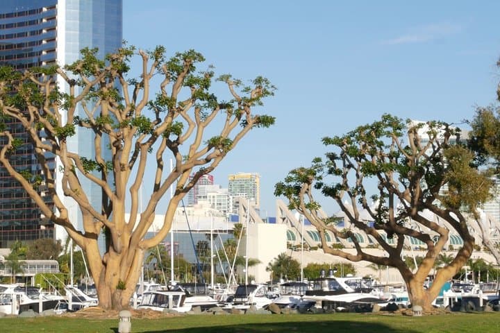 Tour privado por la ciudad en Big Bay San Diego desde Airbnb Playa Turquesa Ocean Club foto 2