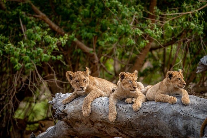 Lions Park Cradle of Humanity and Lesedi Cultural Village image 2