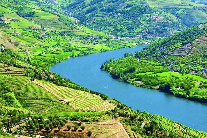 Douro Valley Small-Group Tour with Two Wineries, Lunch, and Boat Ride image 3
