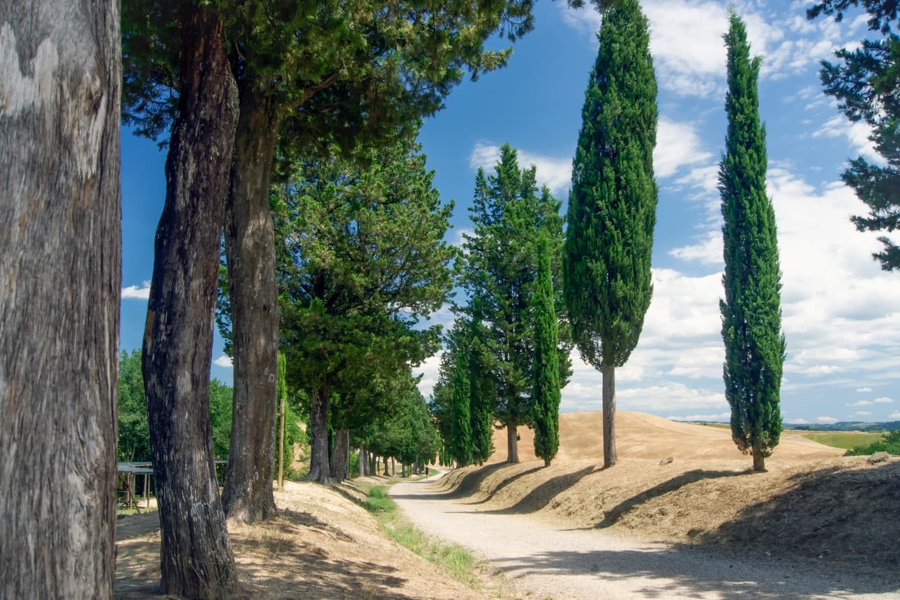 Toscana desde Florencia: pueblos, vino y clase de cocina imagen 1