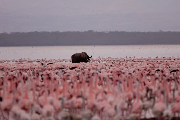 Safari privado en Nairobi: rinocerontes y flamencos en el lago Nakuru imagen 6